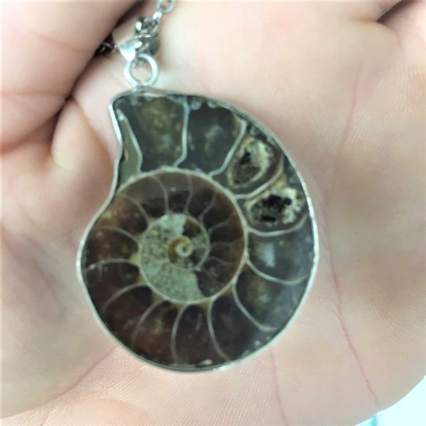 Ammonite