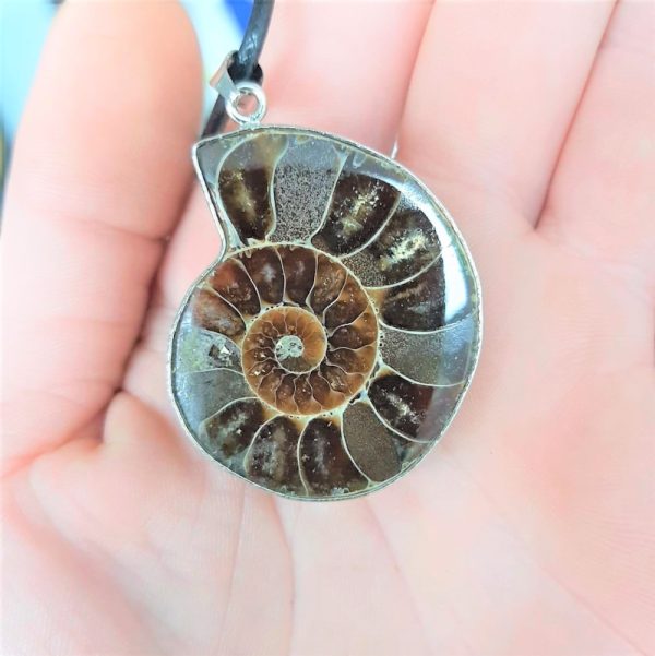 Ammonite